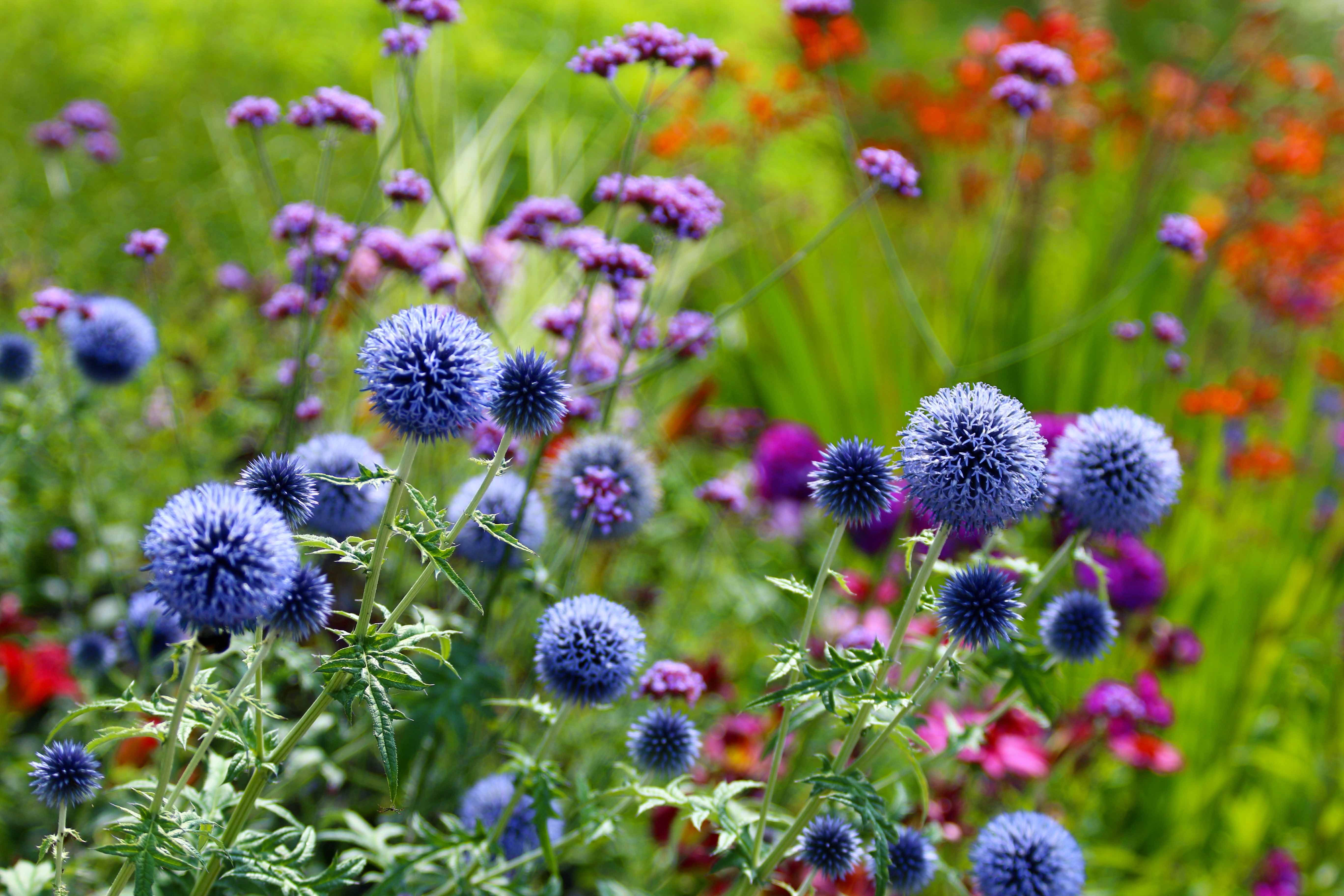 echinops_1